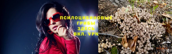 прущие грибы Аркадак